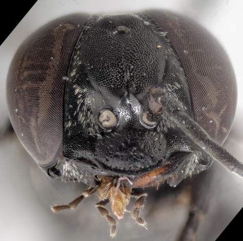 Réf. 317 011 : Tachysphex fulvitarsis